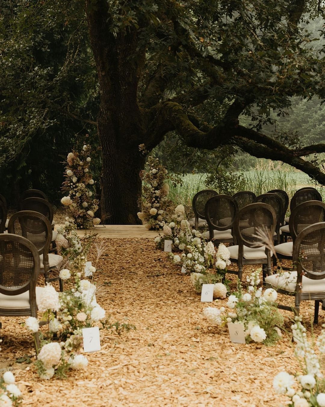 Ceremony Beneath a Tree