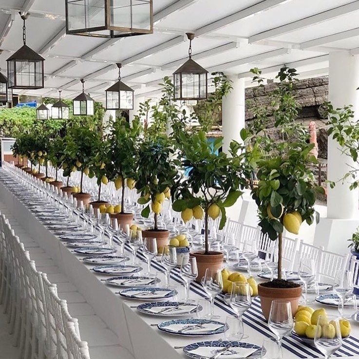Potted Lemon Tree Centerpieces